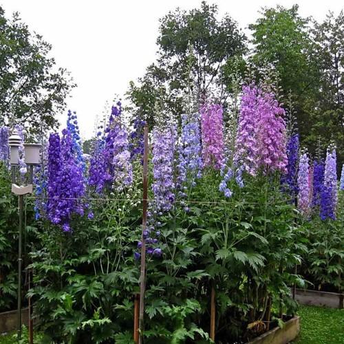 Hạt giống hoa phi yến nhiều màu - 50hạt/gói