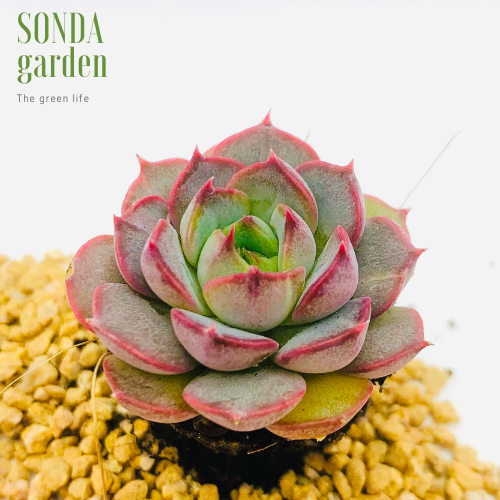 SEN ĐÁ HOA HỒNG ĐỎ SIZE MINI LỖI 1 ĐỔI 1