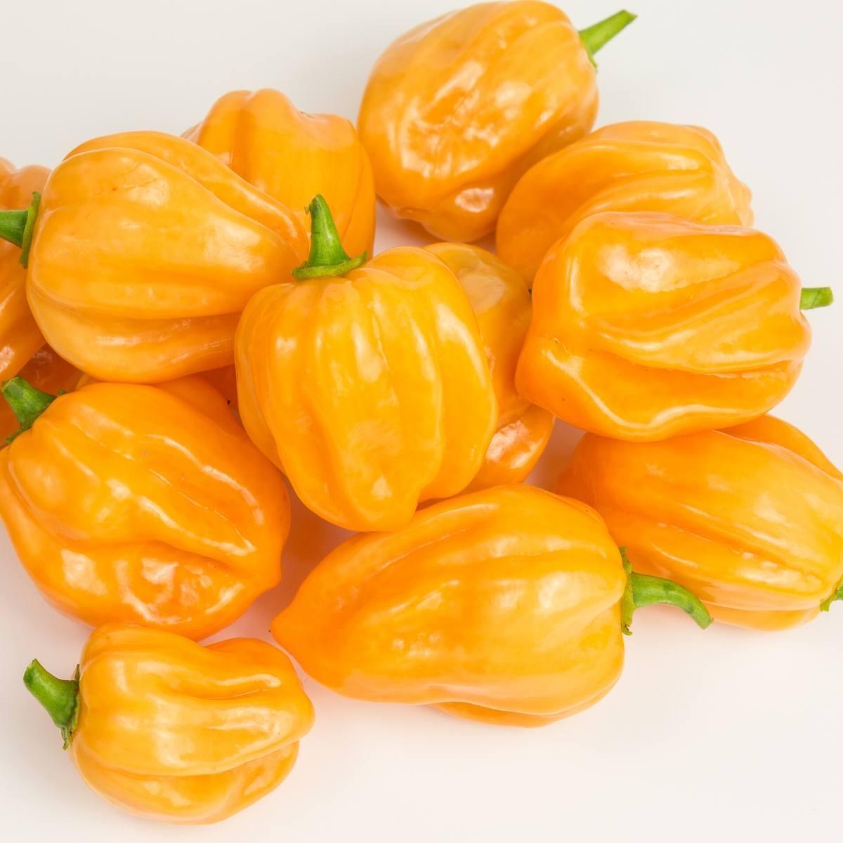 Hạt giống ớt cay Habanero vàng (gói 5 hạt)