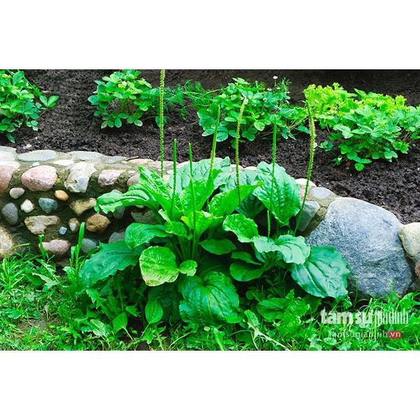 1kg cây bông mã đề tươi -hàng sạch nhà trồng