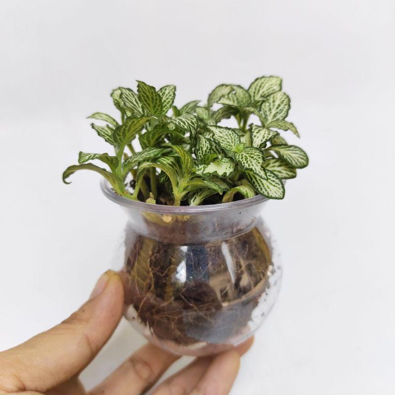 Chậu trong suốt trồng cây xinh xắn, cây cẩm nhung trồng chậu, hạt đất nung nhiều màu rải chậu