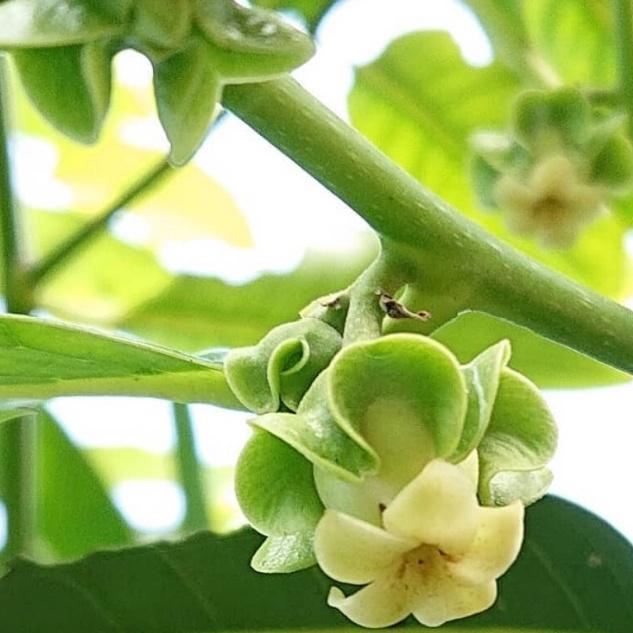Cây Hồng SOCOLA giống cây nhập khẩu được ưa chuộng nhất hiện nay, quả siêu ngon đậm vị socola giống siêu chất lượng