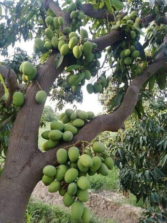CÂY GIỐNG XOÀI