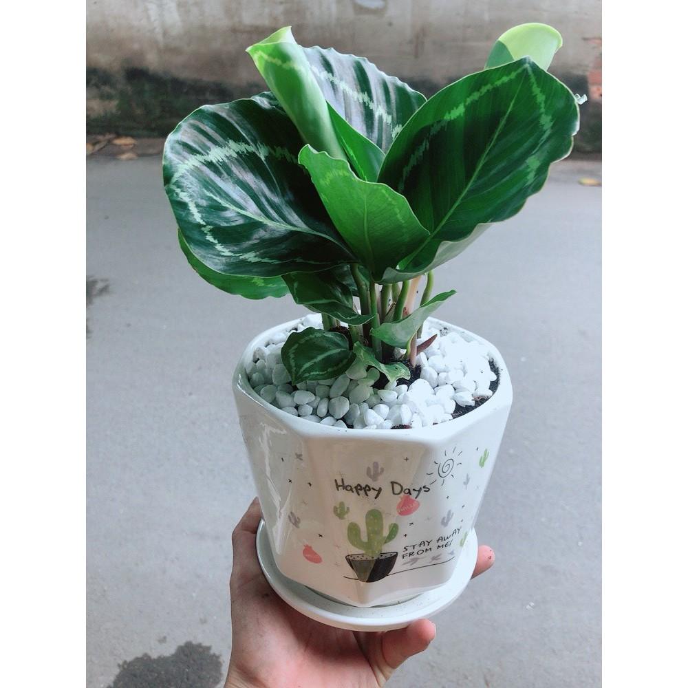 Chậu Đuôi Công Xanh