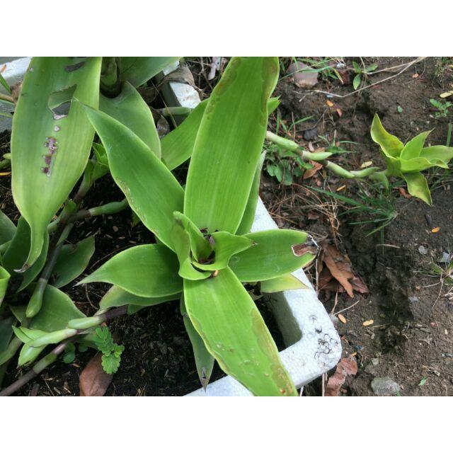 1kg cây lược vàng tươi sạch- hàng sạch nhà trồng