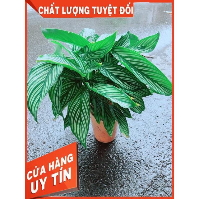 Đuôi Công Sọc Xanh