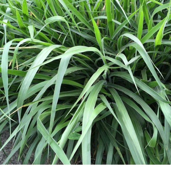 Hạt giống cỏ Ruzi - Cỏ chịu dẫm đạp Chất lượng cao, giống chuẩn