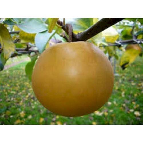 Cây giống lê nâu-MẮC CỌP