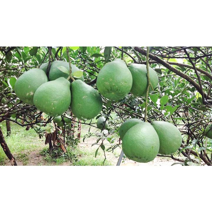 Cây giống bưởi tân triều