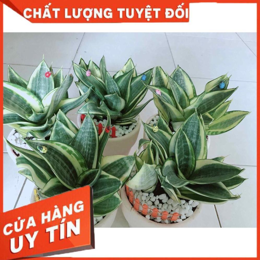 Chậu lưỡi hổ thái Nhiều Người Mua