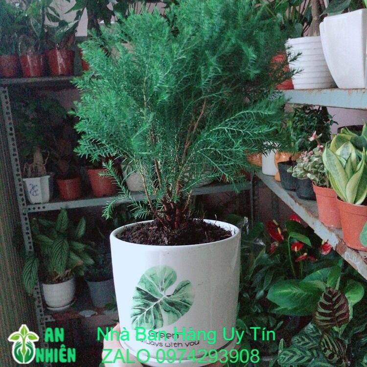 Chậu Cây Tùng Bồng Lai
