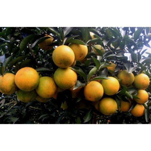 CÂY GIỐNG CAM VINH  SIÊU NGON SIÊU QUẢ- CAM KÊT GIỐNG CHUẨN F1 + Tặng 01 cây dâu da đất