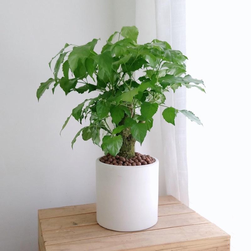 Chậu Trụ Trồng Cây Cảnh MiNi Đủ Size Sẵn Hàng