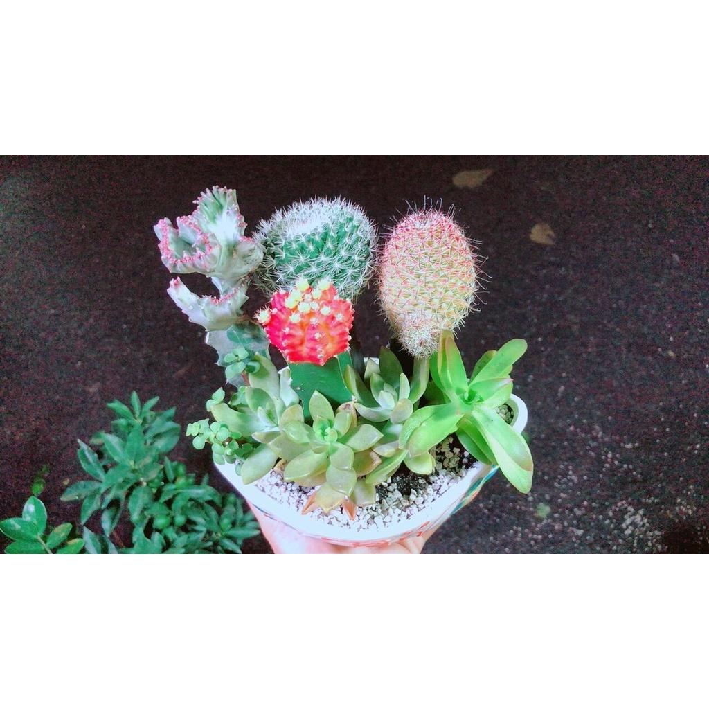 Chậu Cây Xương Rồng Tiểu Cảnh