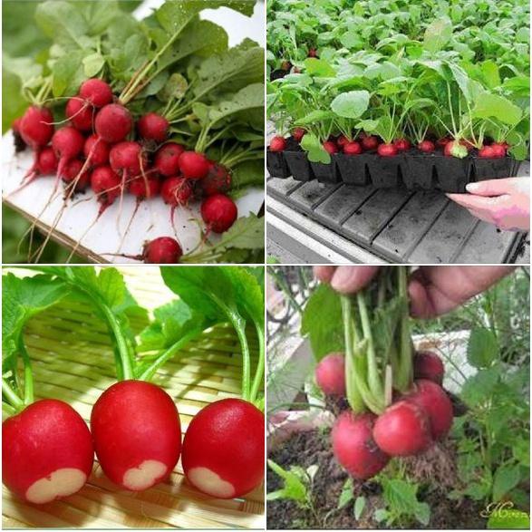 Combo 2 gói Hạt giống củ cải đỏ mini gói 5gram-tặng kèm gói phân bón lót