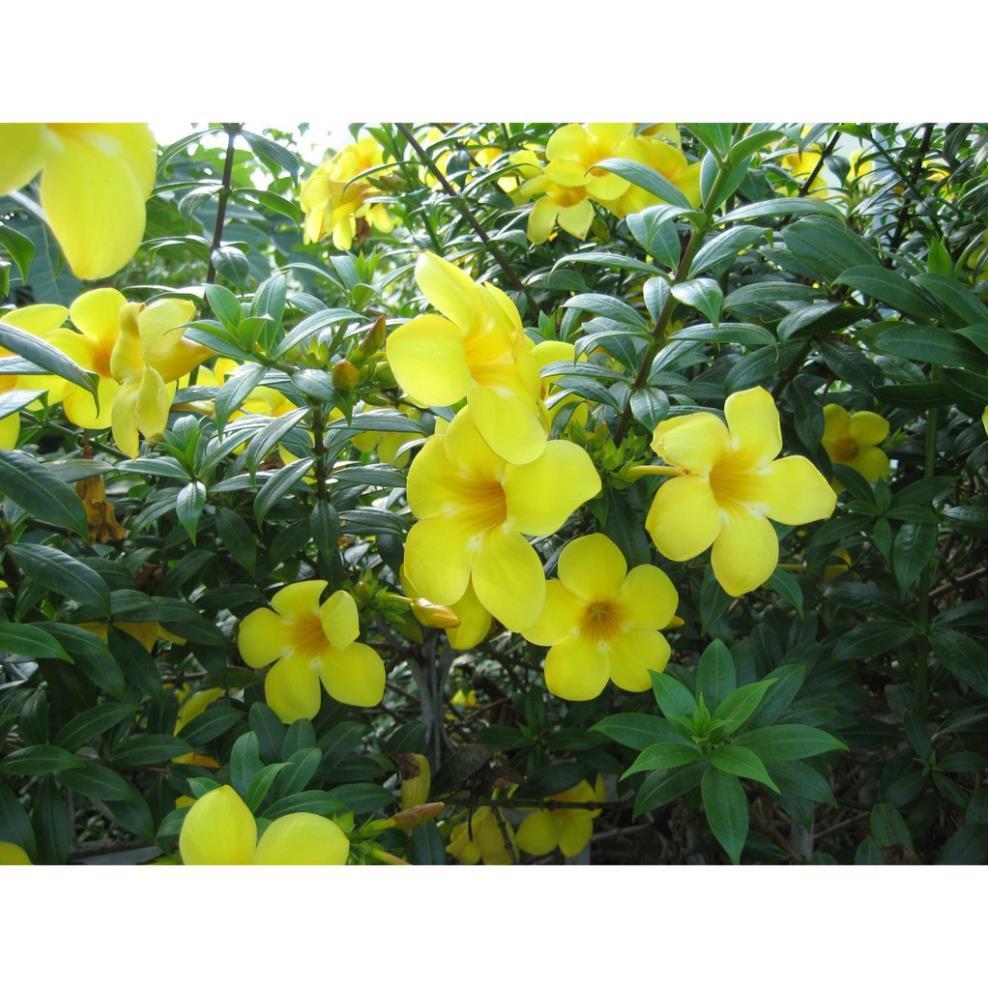 CHẬU HOA LEO HUỲNH ĐỆ GIỐNG