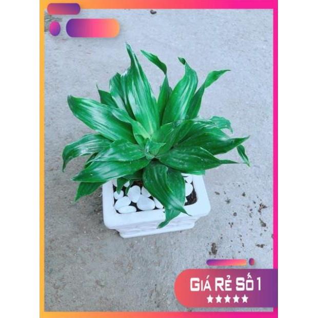 Chậu Cây Phát Tài