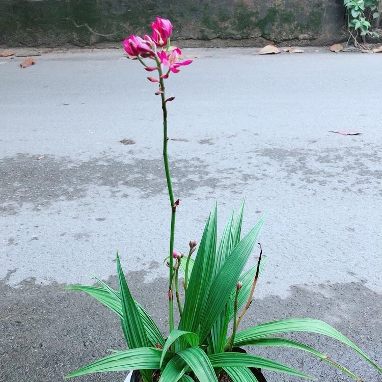 Chậu Cây Lan Đất