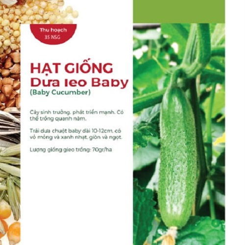 2 gói Hạt Giống Dưa Leo Baby ( Baby Cucumber x 2 packs)