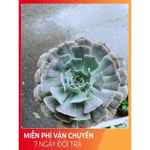 Chậu Sen Đá Bắp Cải Tím Size Đại