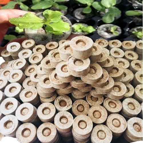 COMBO 10 VIÊN NÉN SƠ DỪA ƯƠM HẠT,ƯƠM MẦM,ƯƠM LAN , CHẤT LƯỢNG CAO