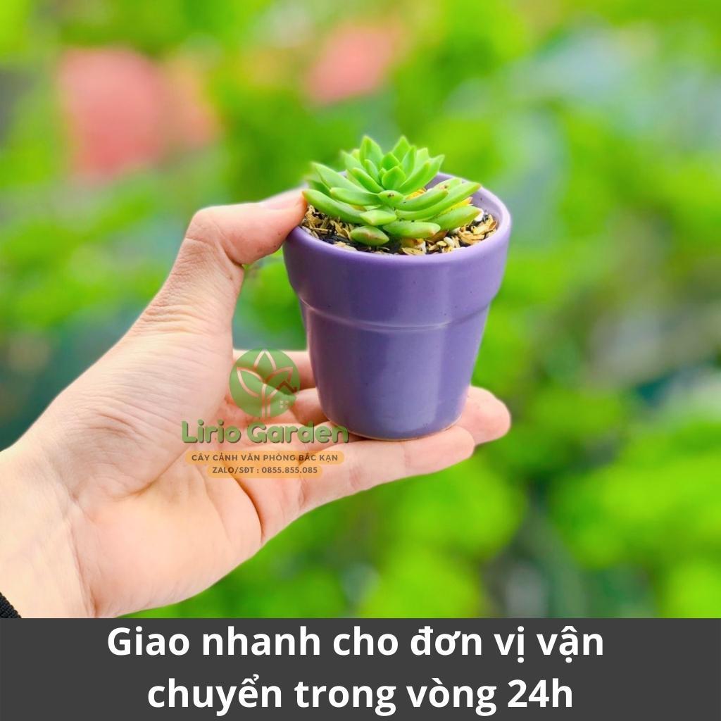 Cây sen đá kèm chậu 