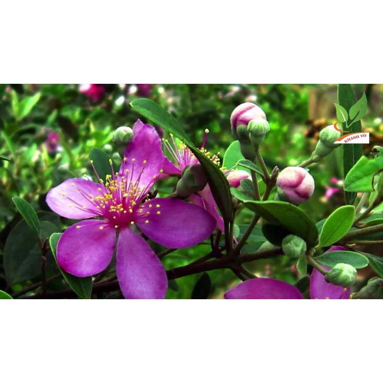 CÂY GIỐNG SIM TÍM .