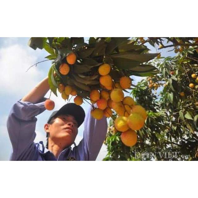 Cây Giống Vải U Hồng Chín Sớm