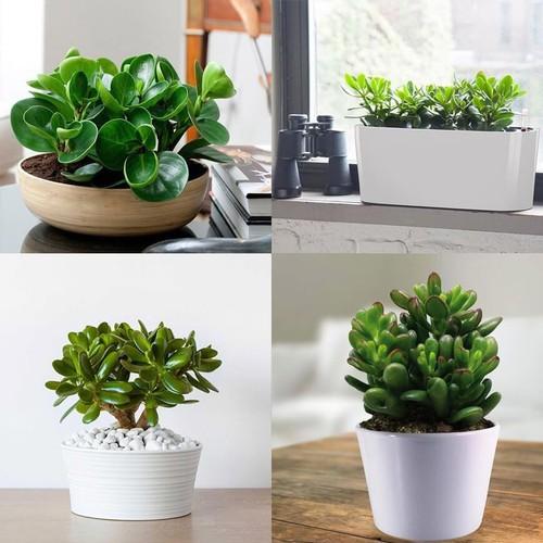 CÂY SEN ĐÁ NGỌC BÍCH,CÂY SEN ĐÁ NGỌC BÍCH - CSDNBNDNB