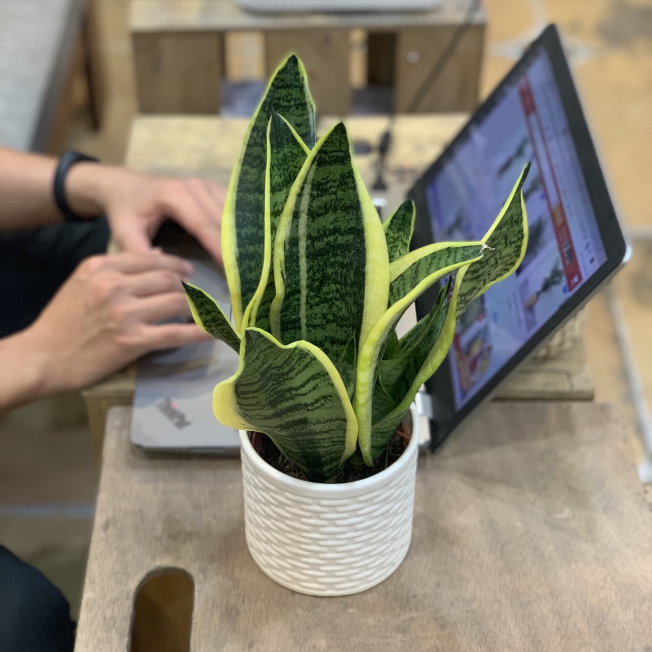 Cây Lưỡi Hổ Ta để bàn