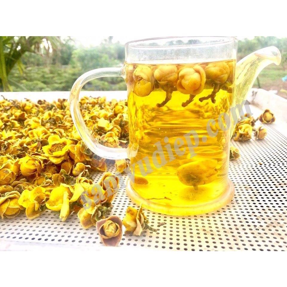 Cây giống trà hoa vàng, cây cao 20 cm, cây Dược Liệu Quý, vừa làm cảnh vừa có trà uống
