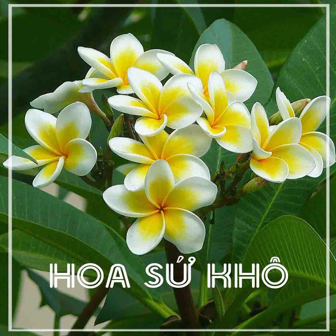 Trà hoa sứ trắng khô sạch đóng gói 500g