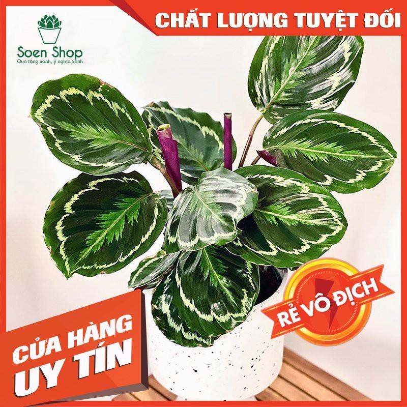 Cây đuôi công xanh lá tròn - Cây đuôi công - Cây phong thủy - Cây văn phòng