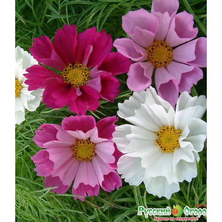 Hạt giống hoa cúc sao nháy hoa cánh kép nhiều màu - 1 gói 100 hạt