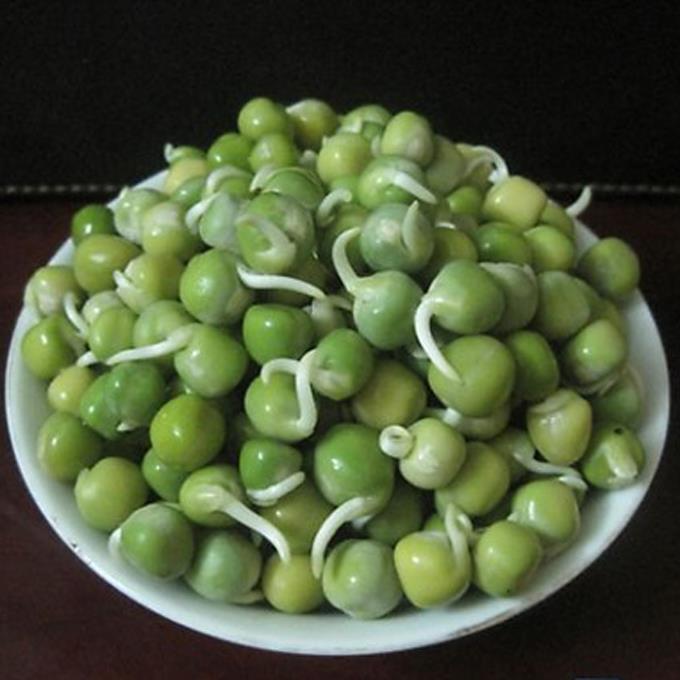 Hạt Giống Rau Mầm Đậu Hà Lan -