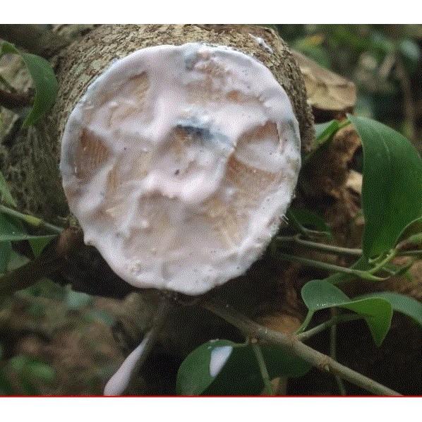 Keo liền sẹo cây Mỹ Tiến 225gr hàng mới sản xuất 100% hạn dùng 2 năm, liền nhanh vết cắt bonsai, hoa lan cây cảnh