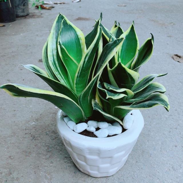 Chậu Lưỡi Hổ Thái