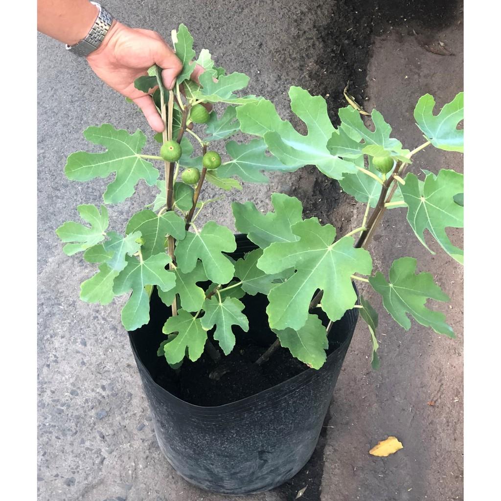 Cây sung Mỹ gốc to đang có trái