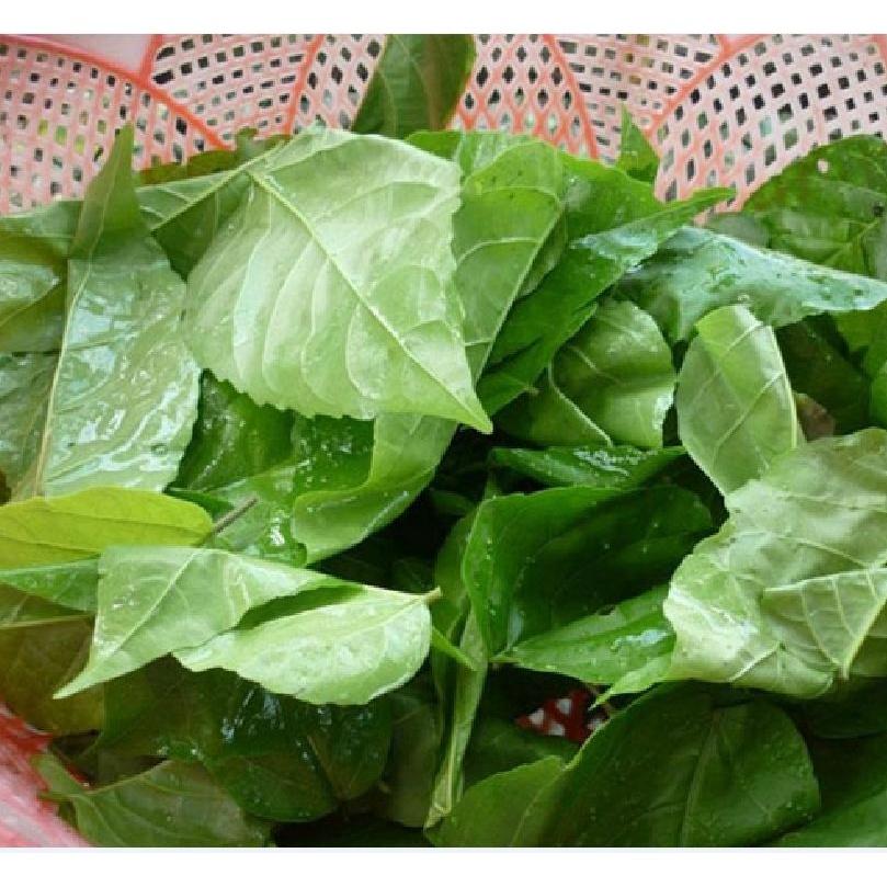 Hạt giống cây lá cách là cách biển, vọng cách KNS3696 - Gói 50 hạt