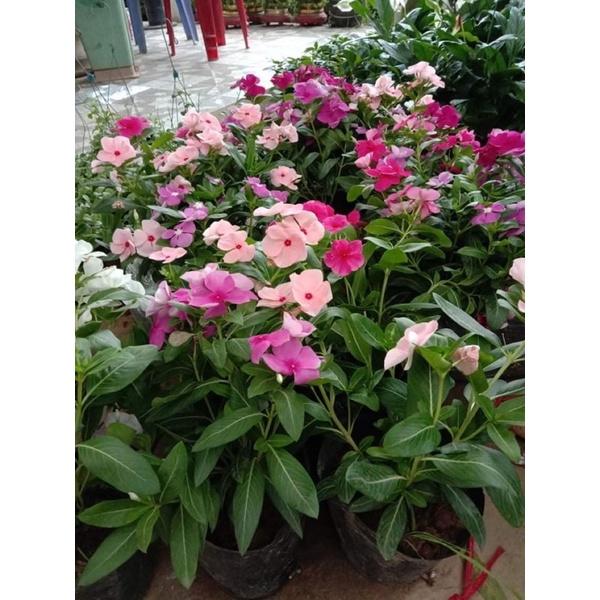 CÂY HOA DỪA CẠN THÁI ĐỨNG , RỦ NHIỀU MÀU được chọn màu