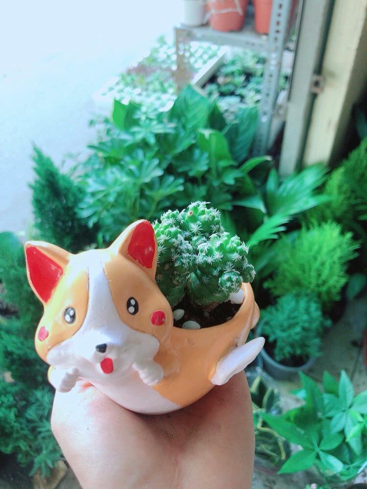 Chậu Cây Trứng Chim