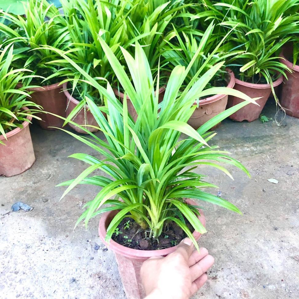 Cây lá nếp size trung