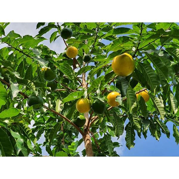 CÂY GIỐNG VÚ SỮA HOÀNG KIM GHÉP .