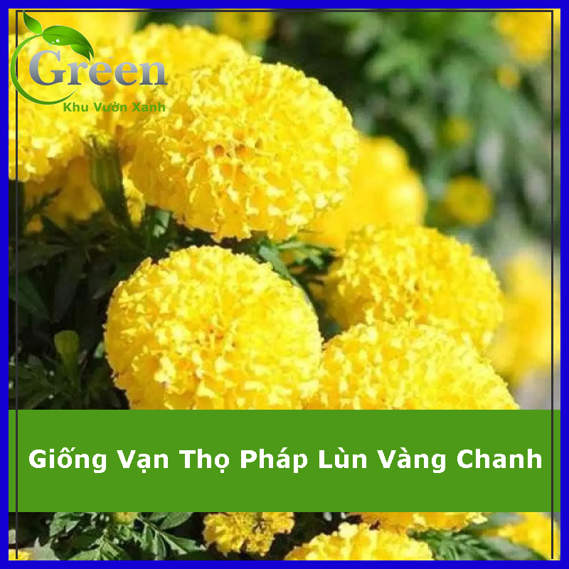 Hạt Giống Hoa Vạn Thọ Pháp Lùn F1 Vàng Chanh