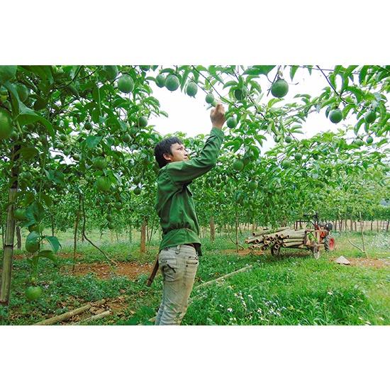 Cây giống chanh leo tím, Cây chanh leo vàng đài loan, dòng cho quả sớm năng suất cao, ít sâu bệnh