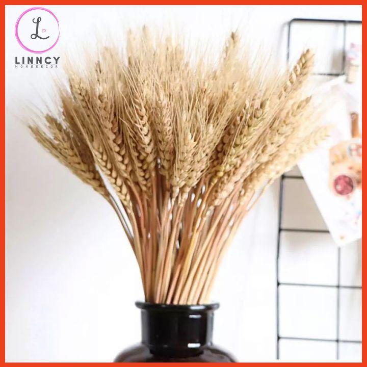 Bó 100 bông lúa mạch-hoa khô trang trí nhà cửa, văn phòng, làm đồ handmade
