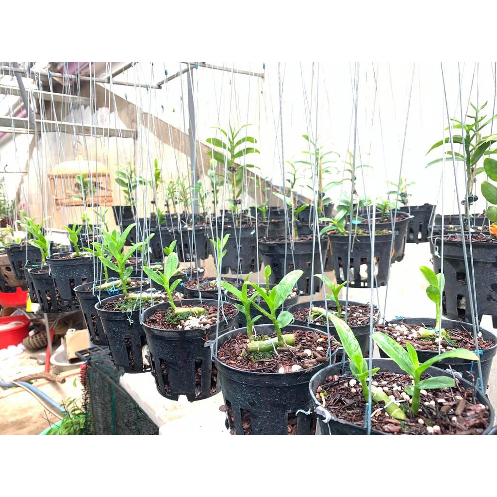 Hoa lan giả hạc 5ct HO , cây cực đẹp