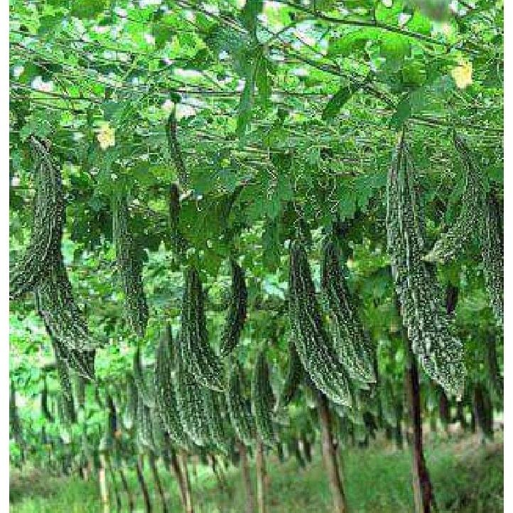 Combo 3 gói Hạt giống khổ qua gai xanh-Gói 10 hạt/tặng kèm gói phân bón lót