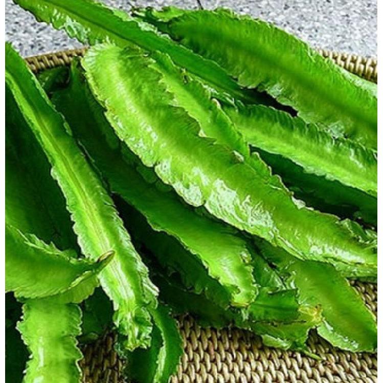COMBO 5 gói hạt giống đậu rồng