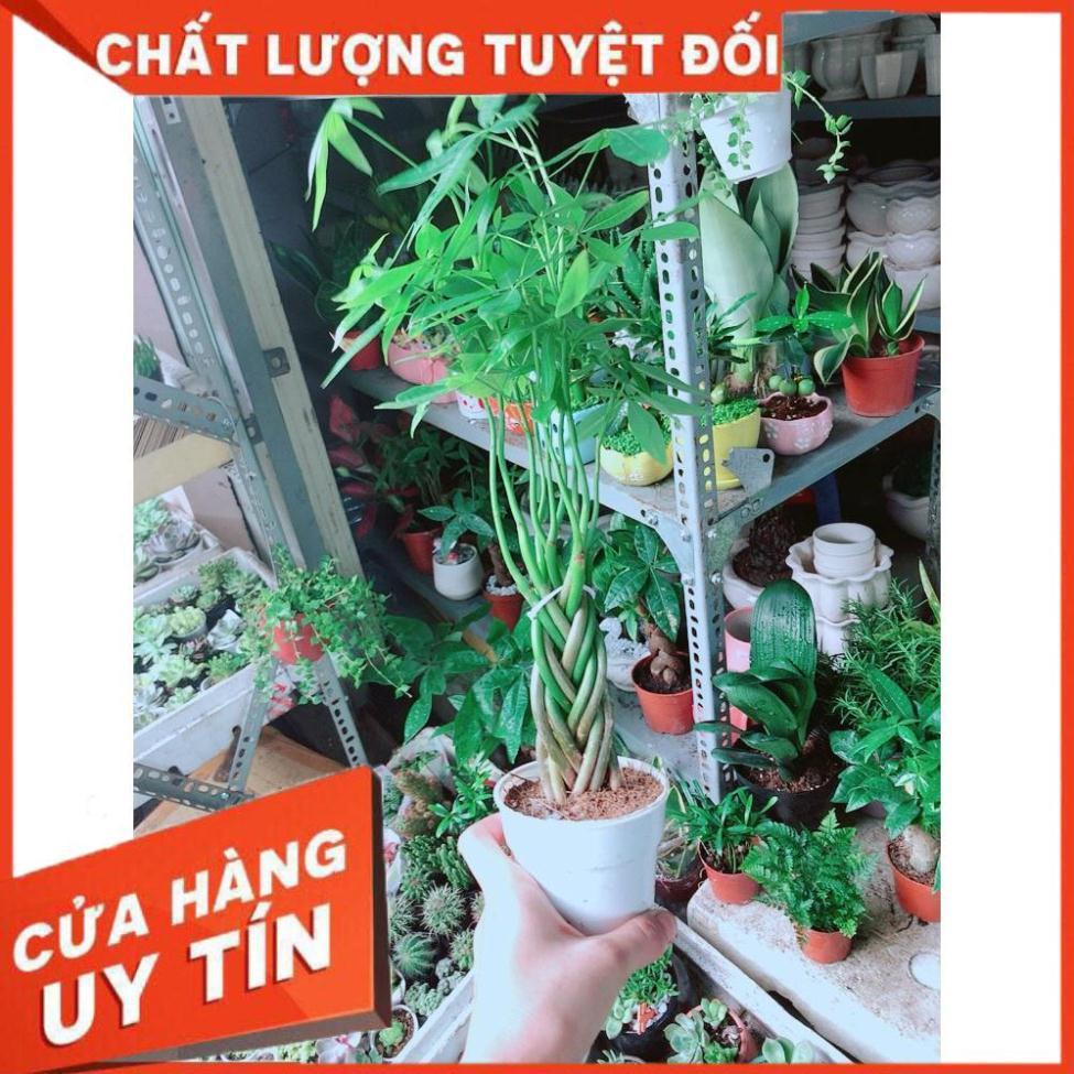 Cây Kim Ngân Bím 5 Thân Nhỏ